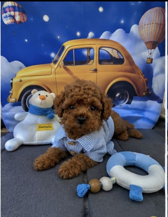 Пудел той Poodle toy с родословие  генетични тестове на родитерите Момче