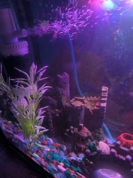 Аквариум для рыбы