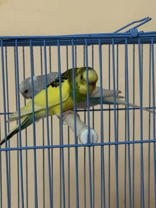 Канарейка парымен