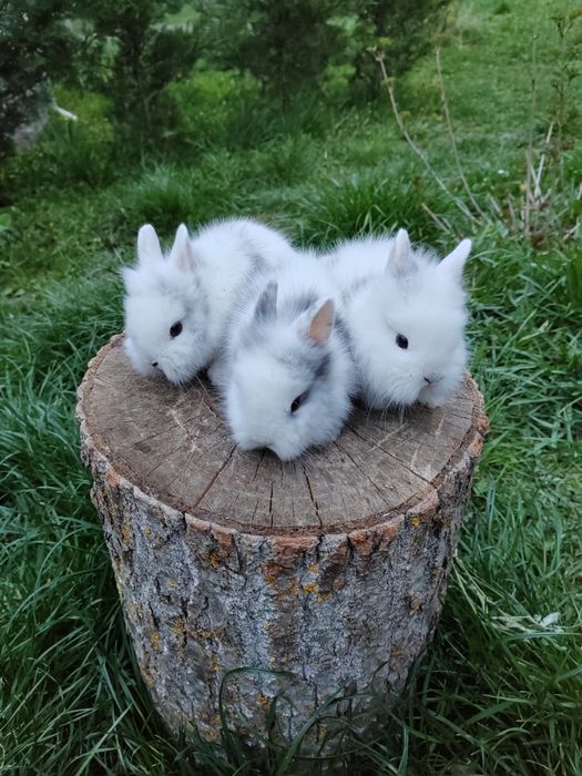 Vând iepuri cap de leu