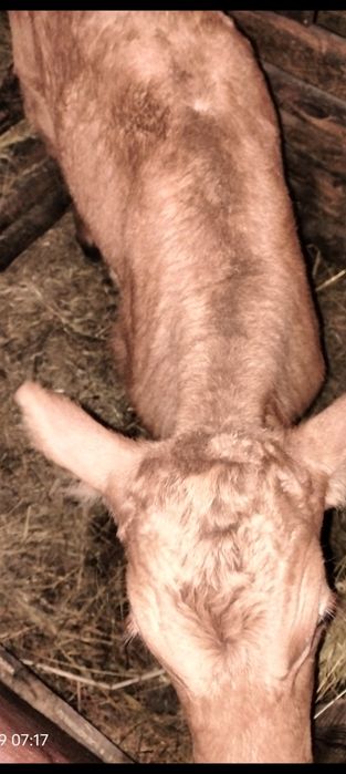 Продам  тёлочку.