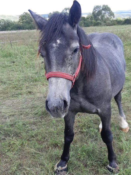 Vand manz de un an si 2 luni manzu nu are nici un defec