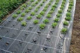 Folie agrotextil antiburuieni 1x50 m - 120 Lei