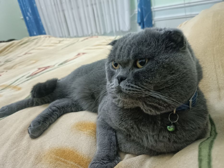 Шотландский фолд для вязки