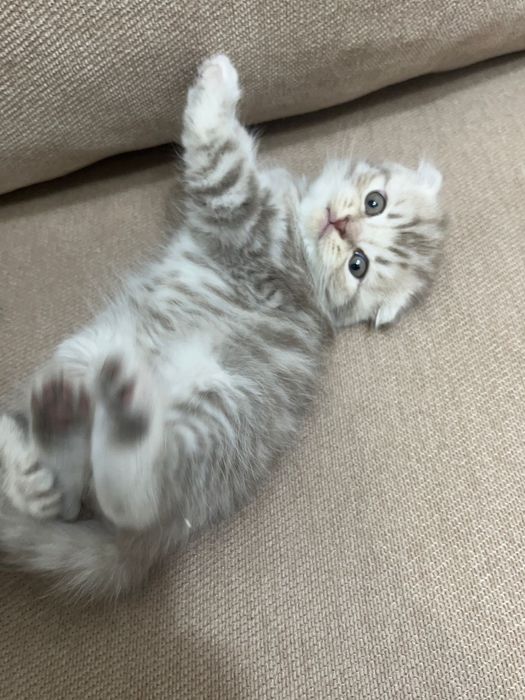 Котята породистые