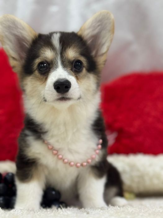 Чудесная девочка вельш корги пемброк