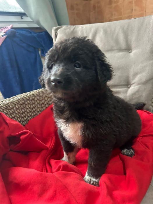 Vand catel ciobanesc carpatin