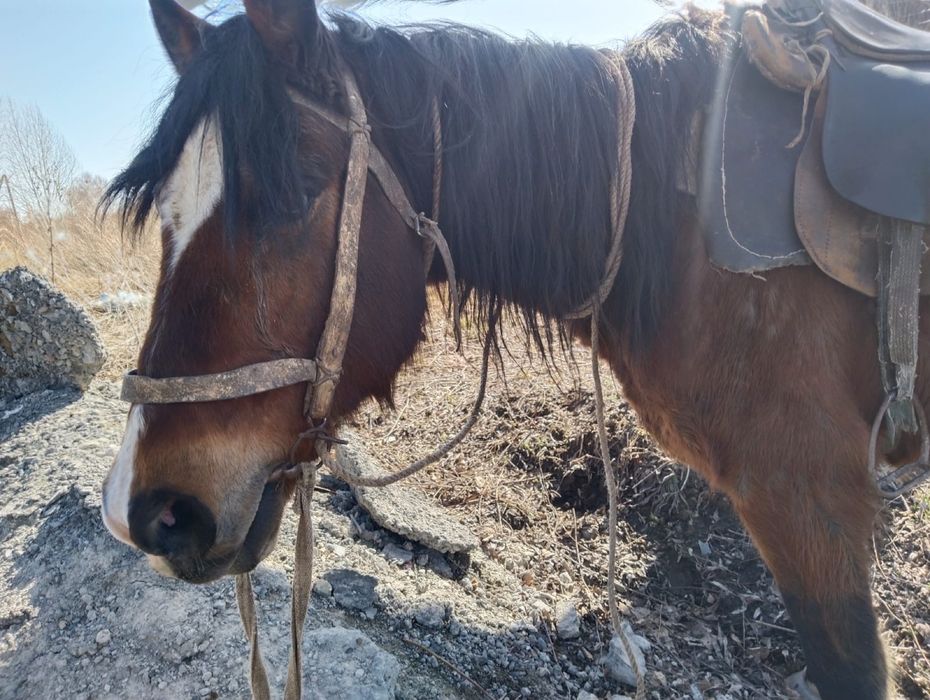 Ат сатам жасы 10 да сограда тур