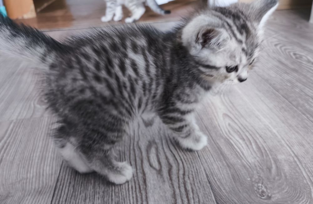 Продам котят.   .