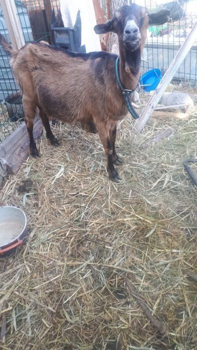 Продам  коз англо нуби .Покрытые