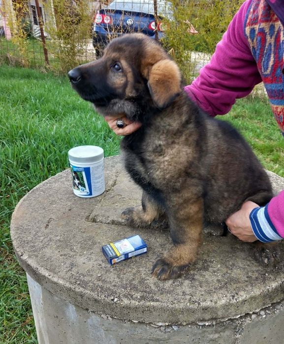 Ciobănesc german linie  de lucru 2 luni
