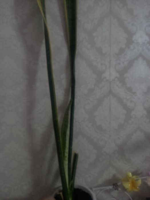 Продам.    цветы