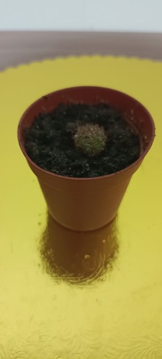 Продажа кактусов.