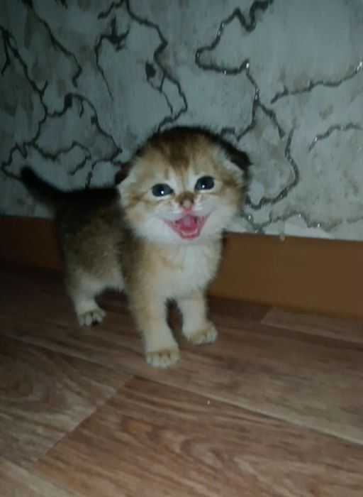 Шатланскии кошка