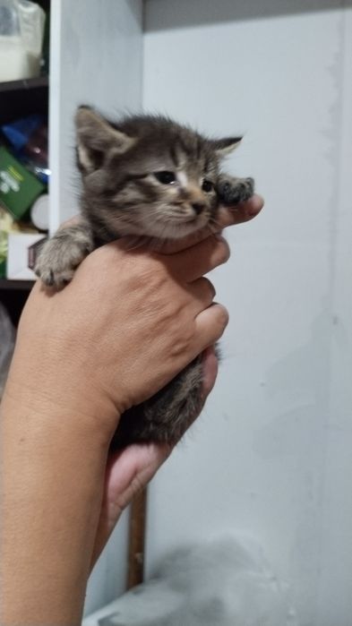 котенок в добрые руки