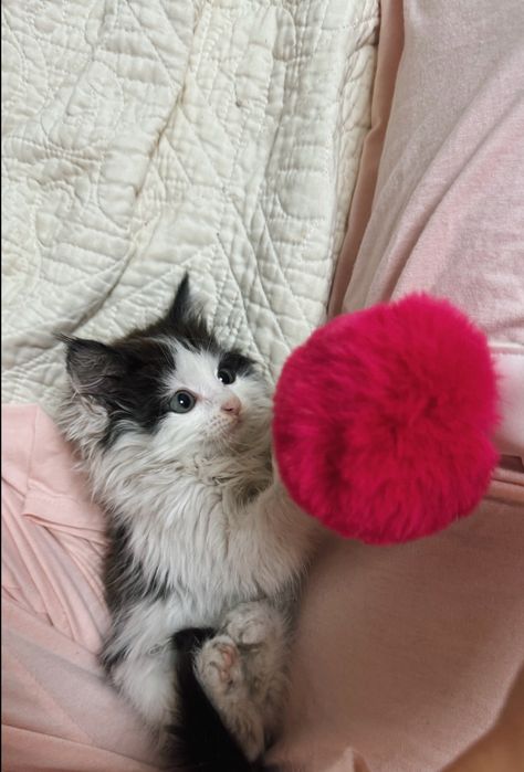 Отдам котенка девочка