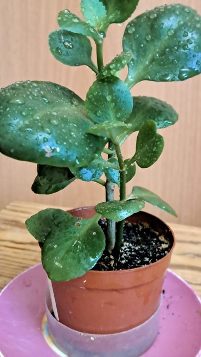 Каланхоэ цветущий