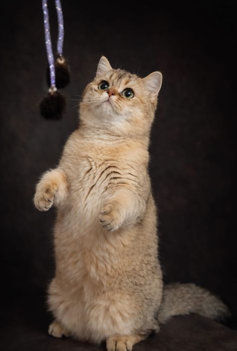 Марсель с  Золотой Шубкой и Характером   Золотым