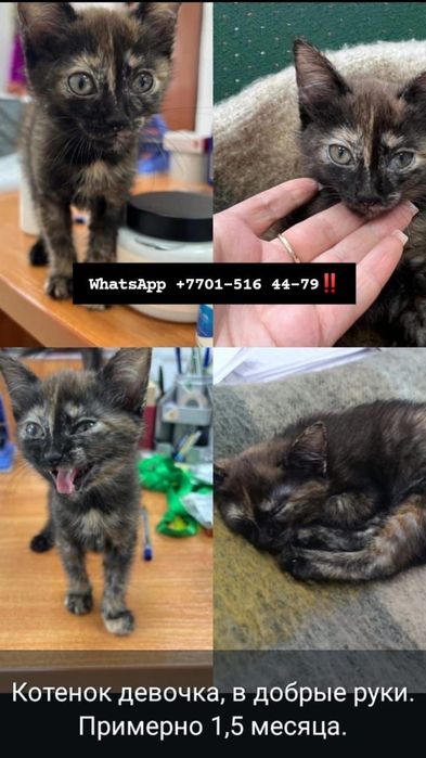 Кошечки в добрые и хорошие руки