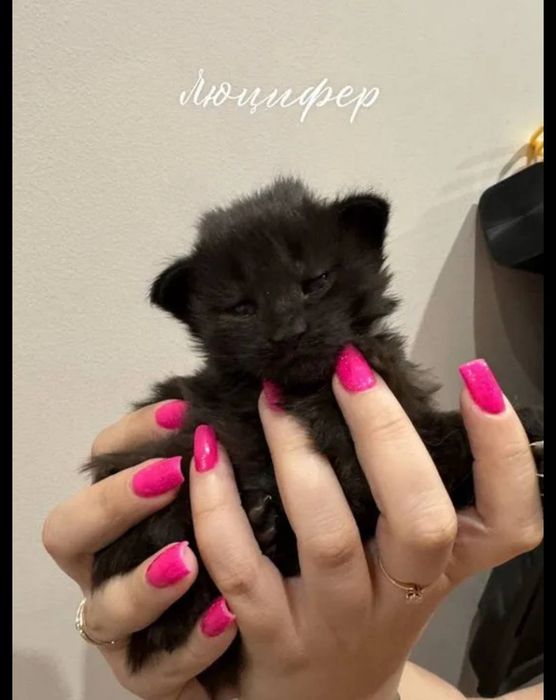 Готовы к брони котята мейнкуна