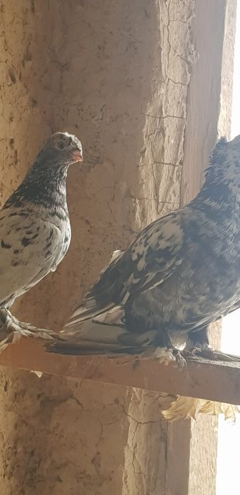 Чокар пар 800000