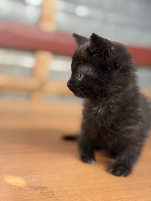Котята бесплатно!!!