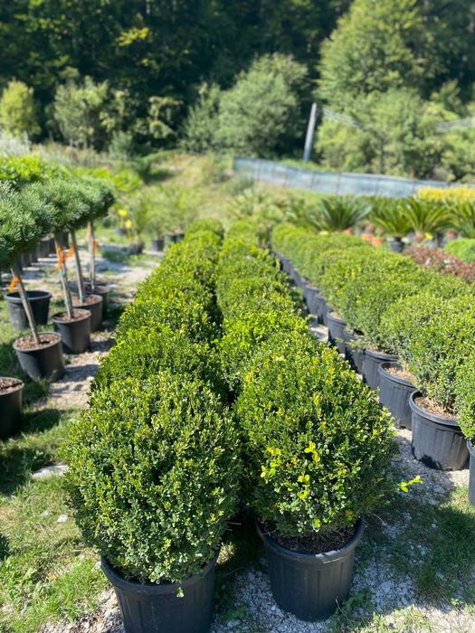 Buxus  la comanda