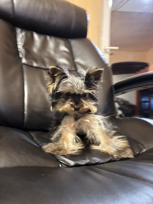 Mascul rasa yorkshire terrier 4 luni