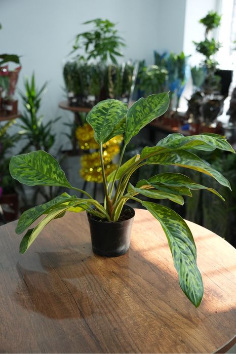 Хомаломена Камуфляж