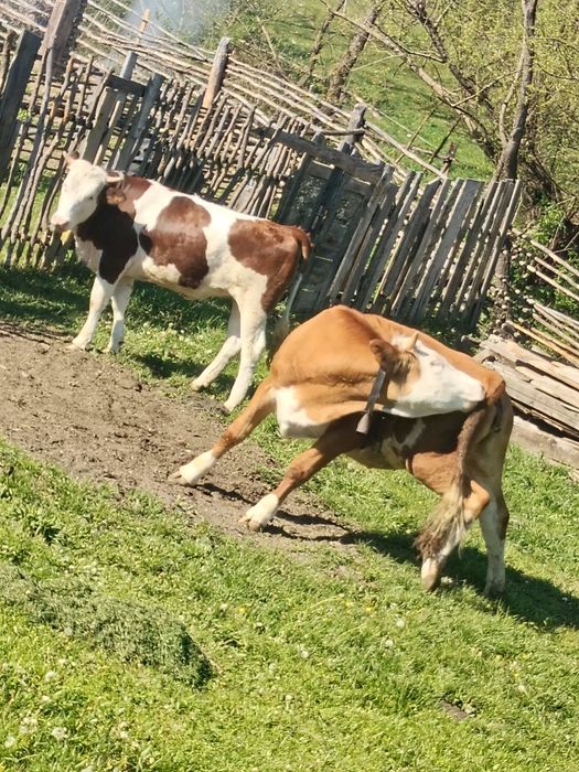 Vițele de vânzare