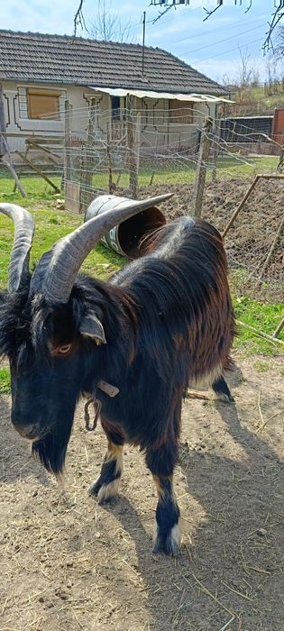 Capra la prima fătare cu ieduță