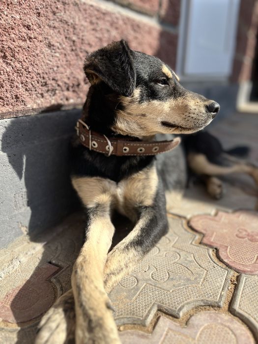 Ищем заботливого хозяина для Джеффа