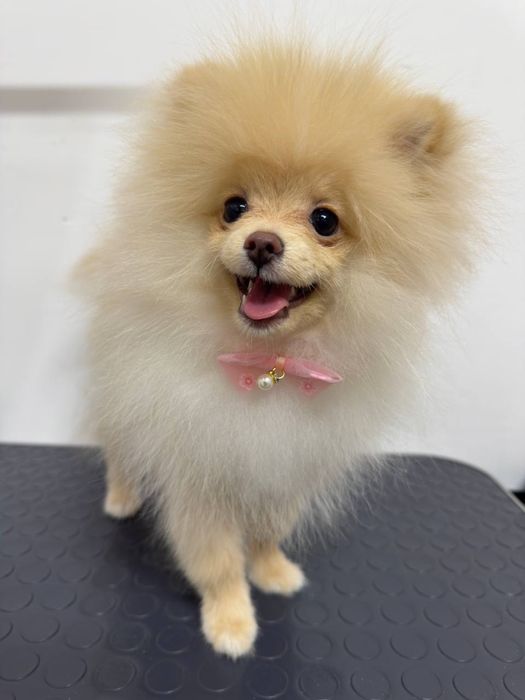 Стрижка и уход для собак