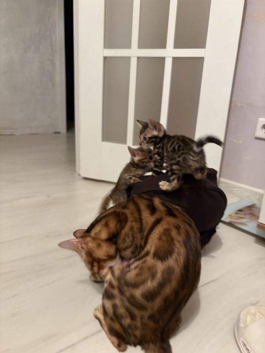Продам бенгалов котята !
