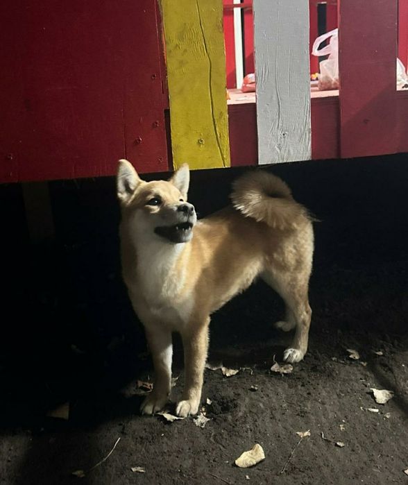 Продам малышку сиба-ину