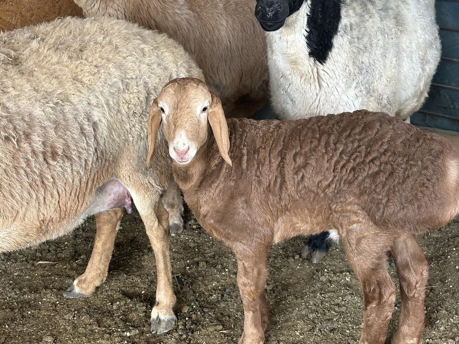 Qirgiziston ARASHANI ona bola