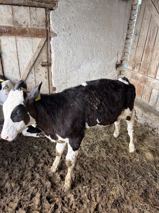 Vand 3 vitei baltati intarcati