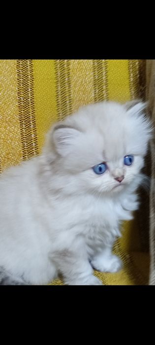 БританскиеКотята окрас шиншила