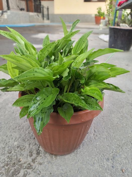 Drimiopsis o'simligi