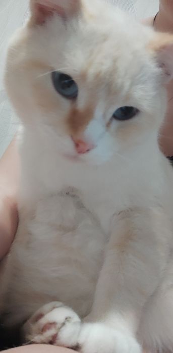 Кот в добрые руки