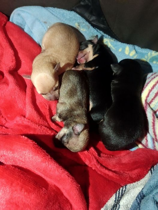 Кученца момичета