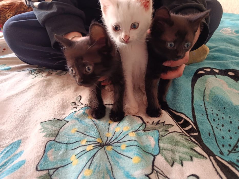 Отдам котят в добрые руки