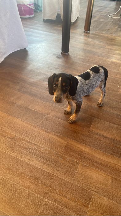 Собаки щенки такса и спаниель