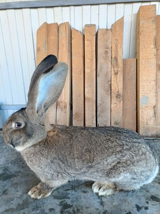 Iepuri uriaș german