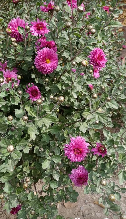 Цветы садовые Лелейник, хризантема