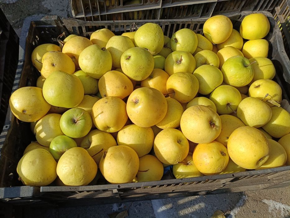 Яблоки золотой превосход