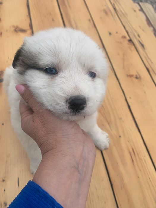 Подарявам кученце София