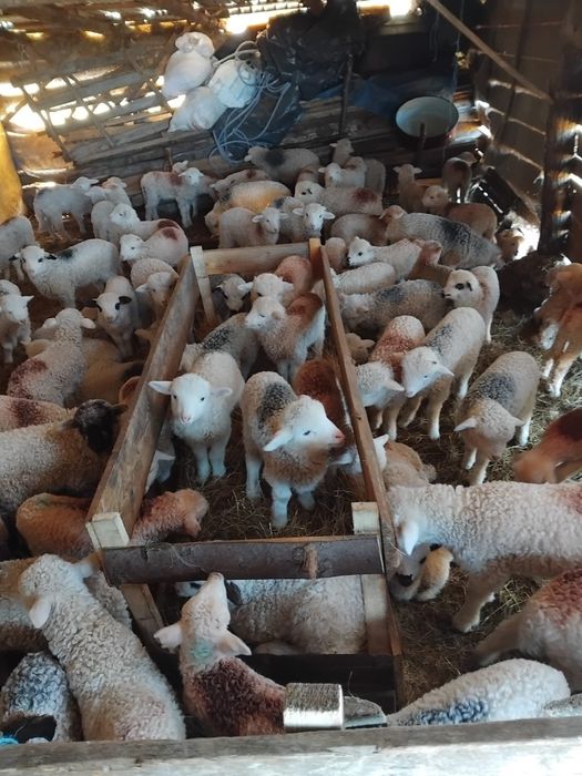 Vând 100 de oi cu miei