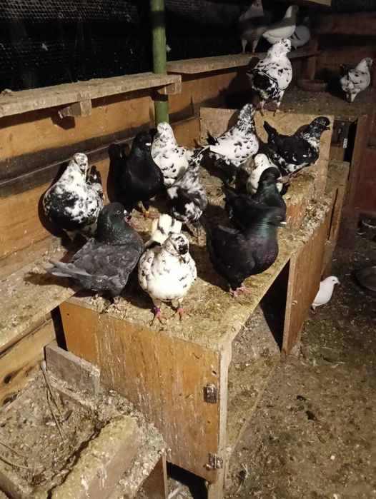 Vānd porumbei King!!!