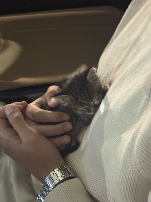Отдам маленького котенка